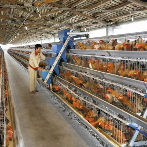 黃杏彪 用心智造，推動(dòng)雞群智能化飼養(yǎng)設(shè)備與外圍設(shè)備制造